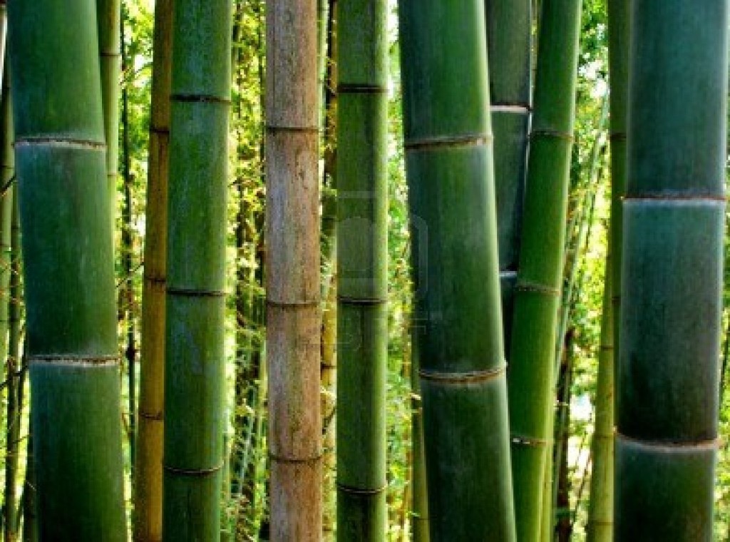 bambu2