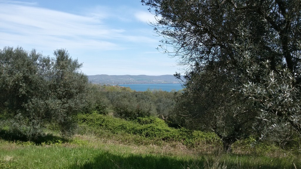 ulivi-lago