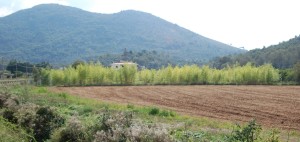 madake project, plantation