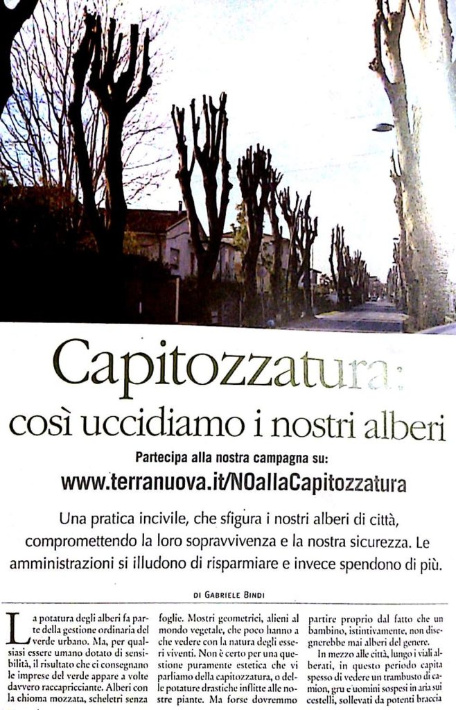 Capitozzatura (articolo terranuova)_1
