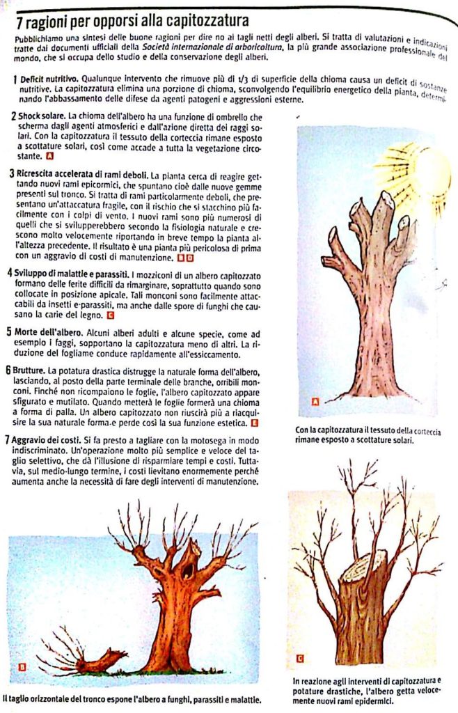 Capitozzatura (articolo terranuova)_5